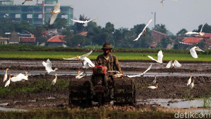 Petani Bekerja, Burung Kuntul Gembira Puluhan burung kuntul mencari makan di pesawahan Desa Bojongemas, Solokanjeruk, Kabupaten Bandung. Mereka menemani petani yang tengah bekerja.