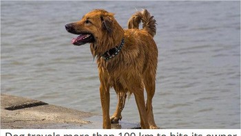 Siapa sangka, anjing bisa menyimpan rasa marah atas perbuatan buruk tuannya. Foto: via Bored Panda