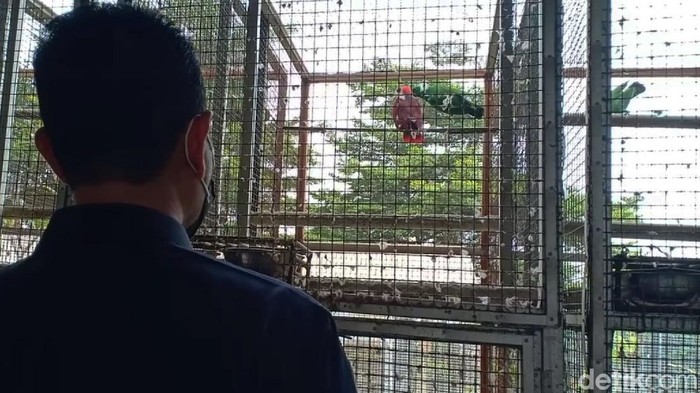 Tim gabungan dari Mabes Polri, Ditjen KSDAE dan BKSDA Jabar berhasil mengungkap kepemilikan satwa jenis burung yang dilindungi di Sukabumi, Jawa Barat.