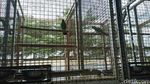 184 Burung Langka dan Dilindungi Disita di Sukabumi