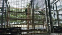Selain seorang pelaku inisial F, petugas juga mengamankan barang bukti berupa 184 ekor burung berbagai jenis. Selain menyimpan atau menangkar burung tersebut, petugas juga mengendus aksi pelaku yang memperjualbelikan berbagai jenis burung tersebut.