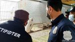 184 Burung Langka dan Dilindungi Disita di Sukabumi