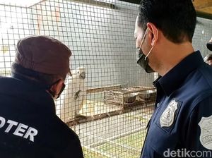 Penampakan Penangkaran Ilegal Burung Langka di Sukabumi