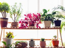 6 Tanaman yang Tahan Saat Musim Kemarau