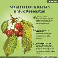 Mengenal Manfaat Daun Kersen Untuk Kesehatan