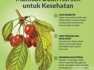 Mengenal Manfaat Daun Kersen untuk Kesehatan