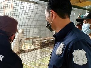 Penampakan Penangkaran Ilegal Burung Langka di Kaki Gunung Salak