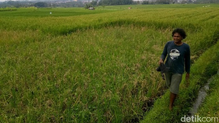 Sawah di Ciamis diserang hama tikus.
