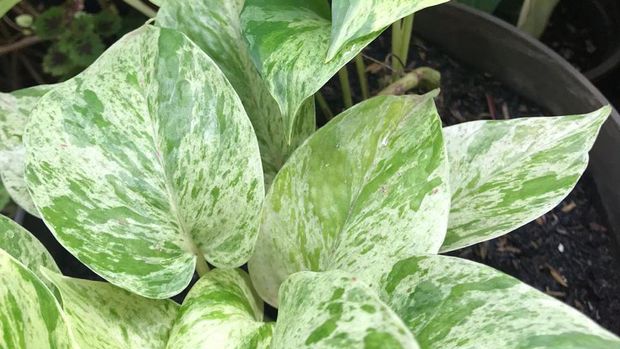 tanaman hias sirih gading tanaman hias sirih gading