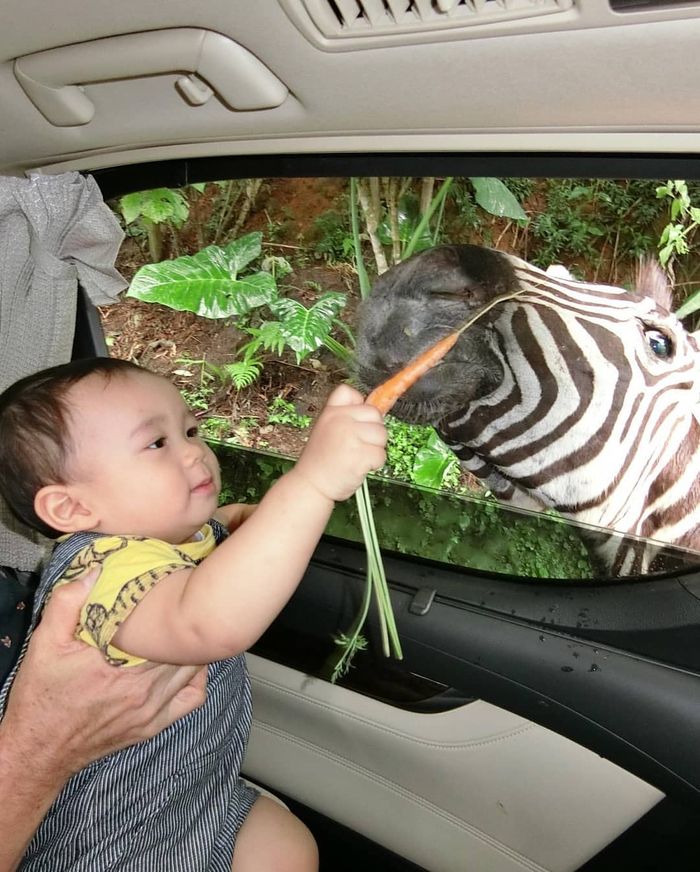 10 Potret Kebersamaan Ahok dan Puput Saat Makan Bareng - Foto 2