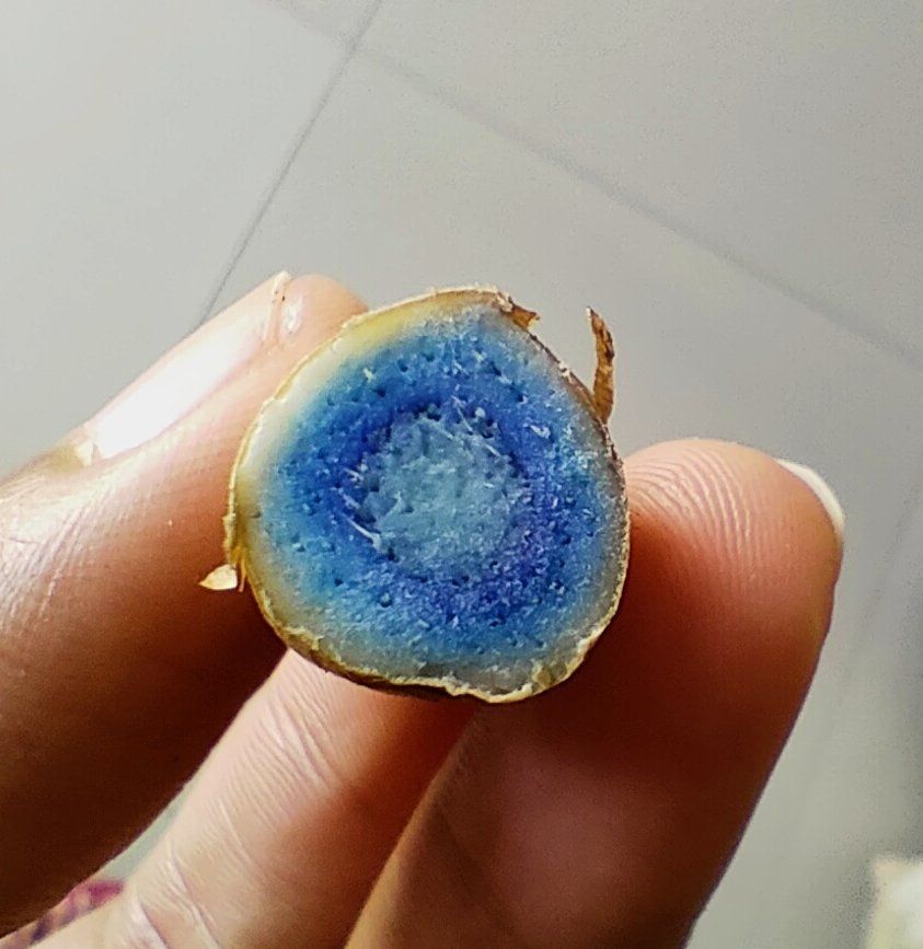 Bukan Kuning, Kunyit Langka Ini Warnanya Biru Kehitaman