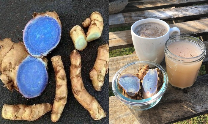 Bukan Kuning, Kunyit Langka Ini Warnanya Biru Kehitaman Bukan Kuning, Kunyit Langka Ini Warnanya Biru Kehitaman