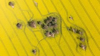 Ladang kanola yang sedang mekar penuh di dekat kota kecil Harden, Australia. Getty Images/Brook Mitchell  