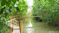 Destinasi wisata edukasi ini pun menambah destinasi baru dengan konservasi bakau. Tanaman bakau memanjang di muara pantai, layaknya hutan Amazon. (Ardian Fanani/detikTravel)