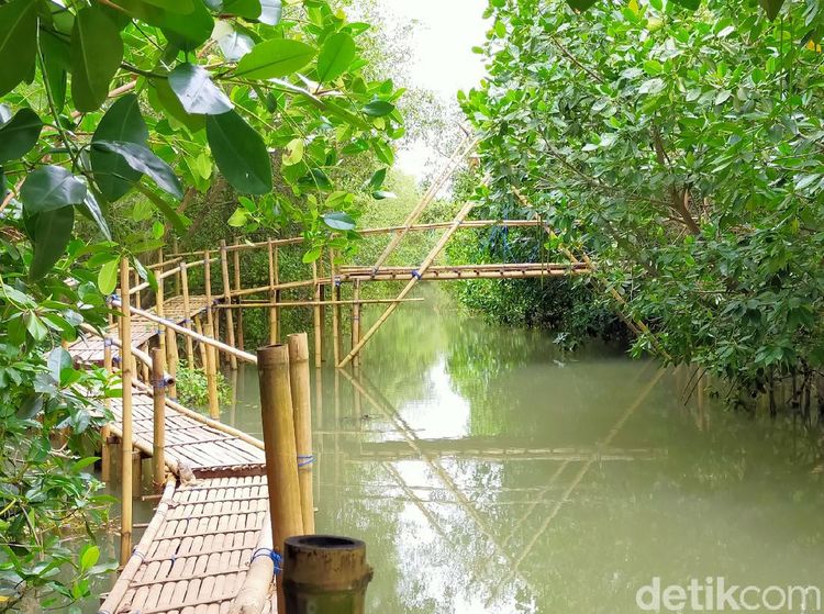 Foto: Pantai Tempat Konservasi Cemara, Penyu dan Bakau di Banyuwangi