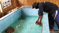 Sebanyak 1.800 penyu sudah ditetaskan di lokasi pemerasan semi alami di sekitar lokasi. Traveler pun bisa melihat prosesnya di tempat penangkaran tersebut. (Ardian Fanani/detikTravel)