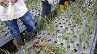 Inovator aplikasi inovasi teknologi ultra fine bubbles adalah dosen, peneliti dan Guru Besar di Fakultas Teknologi Pertanian, Institut Pertanian Bogor (IPB) Prof Dr Ir Yohanes Arif Purwanto M.Cs. Dosen ini menerangkan, inovasi ini sebenarnya sederhana. Hanya menggunakan gelembung halus dalam air. Gelembung halus ini bisa dibuat dengan menggunakan generator fine bubble. Alat ini bisa diproduksi sendiri oleh Indonesia dengan mudah.