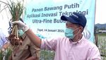 Pertama di RI, Benih Bawang Putih Hasil Ultra Fine Bubble