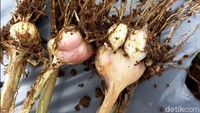 Arif mengaku, dilihat hasil panen benih bawang putih saat ini memang tidak terlalu bagus. Penyebabnya karena cuaca karena benih ini membutuhkan sinar matahari yang lama. Meski begitu, terobosan ini diharapkan bisa meningkatkan produksi bawang putih di Tegal. Sehingga mengembalikan kejayaan bawang putih sebagai produk unggulan daerah.