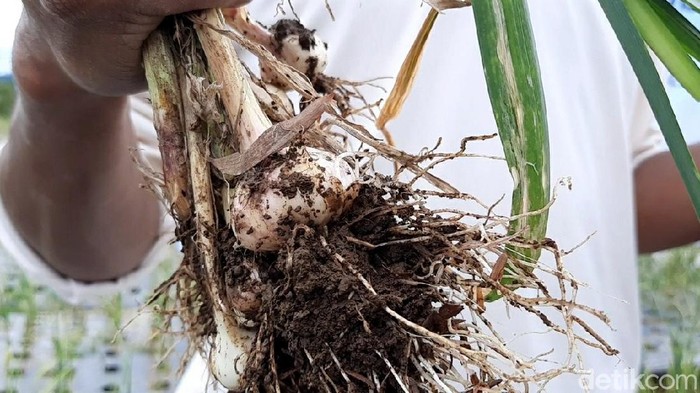 Pertama di RI, Benih Bawang Putih Hasil Ultra Fine Bubble Pembenihan bawang putih teknologi ultra fine bubble dilakukan di Kabupaten Tegal. Bibit hasil ultra fine bubble ini berhasil dipanen Kamis (14/1/2021) kemarin.