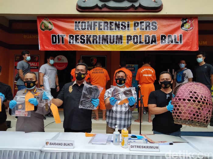 Polda Bali tangkap 5 orang terlibat sabung ayam yang memicu kerumunan. Mereka dijerat UU Kekarantinaan Kesehatan (Angga Riza/detikcom)