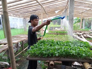 Satpam Banting Setir Jual Bibit Sayuran Modal Rp 500 Ribu, Mau Coba?