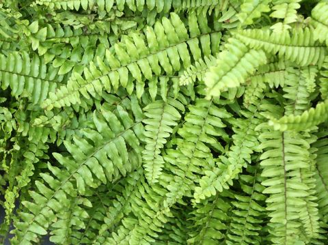 Fake flowers in a wicker pot with stand for Interior.Artificial flowers  made by fabric and plastic use decorated. Fiddle Fig is a tropical plant in the Banyan family.Ficus Lyrata