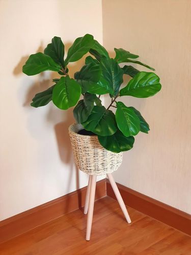 Fake flowers in a wicker pot with stand for Interior.Artificial flowers  made by fabric and plastic use decorated. Fiddle Fig is a tropical plant in the Banyan family.Ficus Lyrata