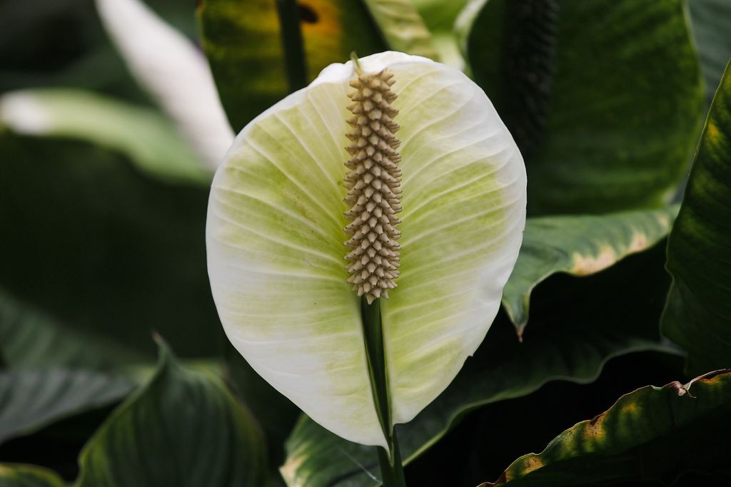 Tanaman Lili perdamaian/ Peace Lily (Image by Manfred Richter from Pixabay)