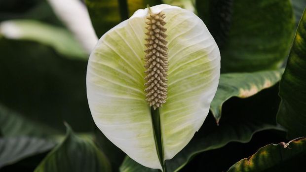 Tanaman Lili perdamaian/ Peace Lily (Image by Manfred Richter from Pixabay)