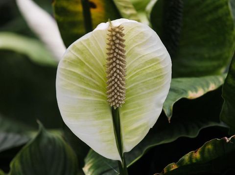 Tanaman Lili perdamaian/ Peace Lily (Image by Manfred Richter from Pixabay)