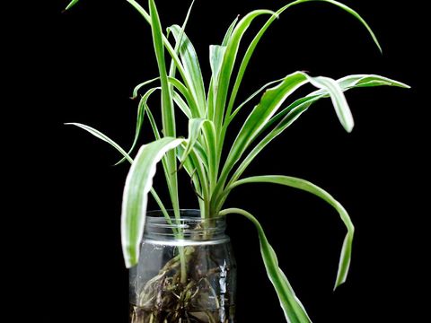 Tanaman spider plant (Photo by 王维家 on Unsplash)