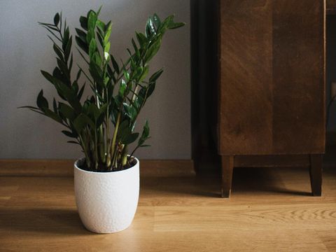 Tanaman zz plant (Photo by Ksenia Chernaya from Pexels)