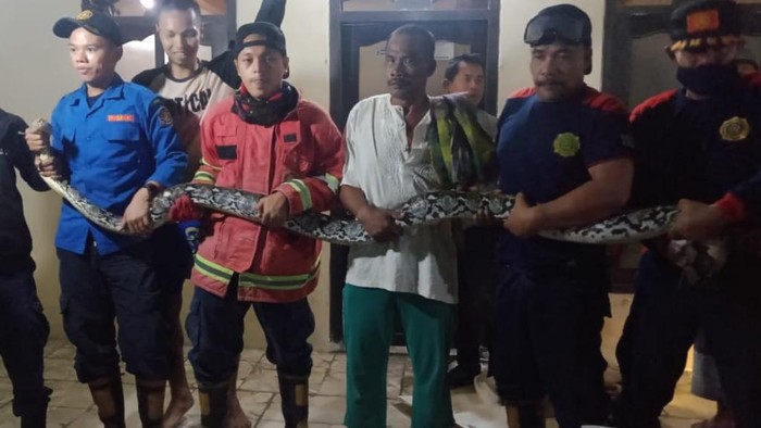Ular sanca sepanjang 4 meter bersarang di kamar mandi warga Jalan Anggur, Kelurahan Pandean, Kacamatan Bangil, Kabupaten Pasuruan. Pemilik rumah harus memanggil tim pemadam kebakaran (Damkar) untuk mengambil reptil pemangsa tersebut.