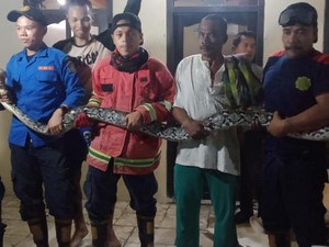 Ular Sanca 4 Meter Masuk Kamar Mandi Warga Pasuruan