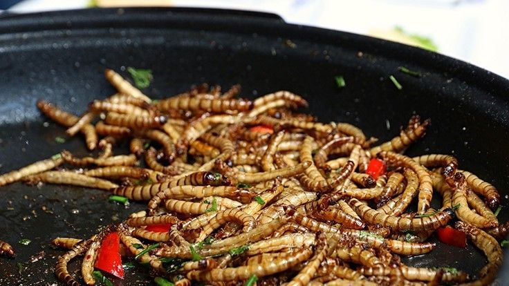 Ulat Hong Kong Jadi Serangga Pertama yang Disetujui Sebagai Makanan di Eropa