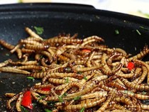 Ulat yang Kaya Protein Bakal Disajikan di Restoran Mewah
