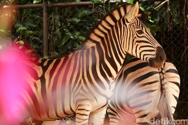 Beragam satwa, bisa kalian temui di Bandung Zoo dari mulai hewan dilindungi hingga tidak dilindungi ada di Bandung Zoo. Beragam satwa, bisa kalian temui di Bandung Zoo dari mulai hewan dilindungi hingga tidak dilindungi ada di Bandung Zoo.