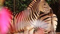 Beragam satwa, bisa kalian temui di Bandung Zoo dari mulai hewan dilindungi hingga tidak dilindungi ada di Bandung Zoo.