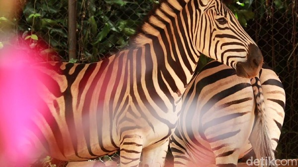 Melihat Koleksi Satwa di Bandung Zoo