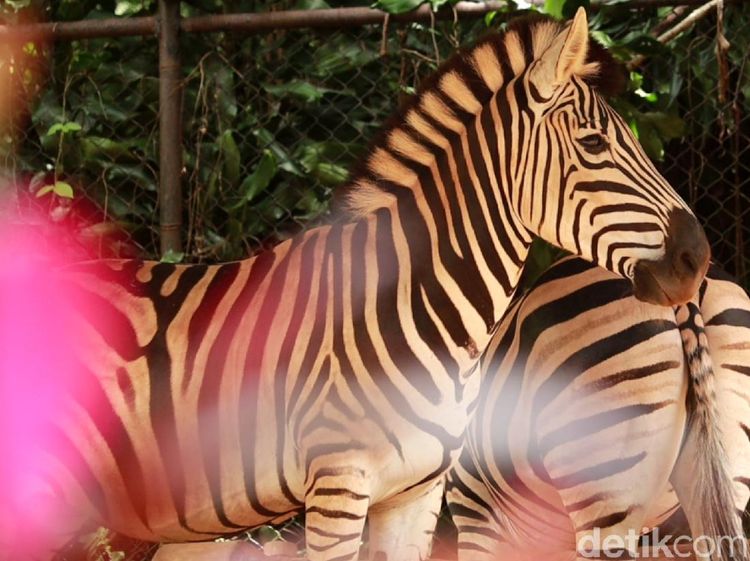 Melihat Koleksi Satwa di Bandung Zoo