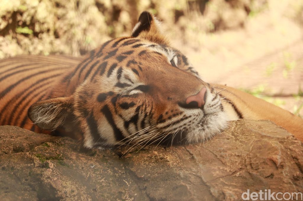 Jalan-jalan Seru di Akhir Pekan, ke Bandung Zoo Saja