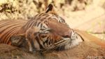 Melihat Koleksi Satwa di Bandung Zoo