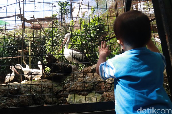 Berlibur ke Bandung Zoo di masa pandemi, kalian tidak perlu khawatir dengan protokol kesehatan yang diterapkan seperti apa, pengelola Bandung Zoo sudah menerapkan protokol kesehatan yang sangat ketat. Berlibur ke Bandung Zoo di masa pandemi, kalian tidak perlu khawatir dengan protokol kesehatan yang diterapkan seperti apa, pengelola Bandung Zoo sudah menerapkan protokol kesehatan yang sangat ketat.