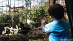 Melihat Koleksi Satwa di Bandung Zoo