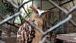 Melihat Koleksi Satwa di Bandung Zoo