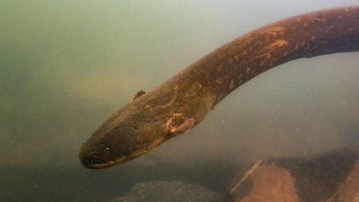 Nasib Tragis Buaya Usai Gigit Belut Listrik