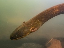 Nasib Tragis Buaya Usai Gigit Belut Listrik