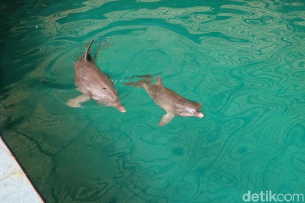 Nama Uchuy diberikan langsung oleh Menteri Lingkungan Hidup dan Kehutanan, Siti Nurbaya. Nama itu mewakili sifat bayi dolphin yang memang enerjik dan lincah. Nama Uchuy diberikan langsung oleh Menteri Lingkungan Hidup dan Kehutanan, Siti Nurbaya. Nama itu mewakili sifat bayi dolphin yang memang enerjik dan lincah.