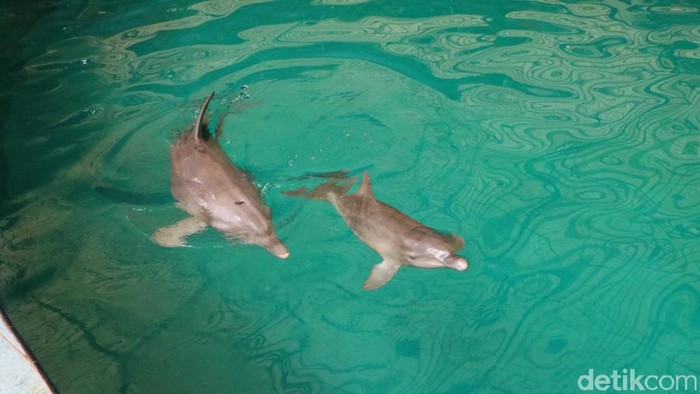 Lumba-lumba Hidung Botol atau dolphin berhasil lahir di Taman Safari Prigen, Pasuruan
